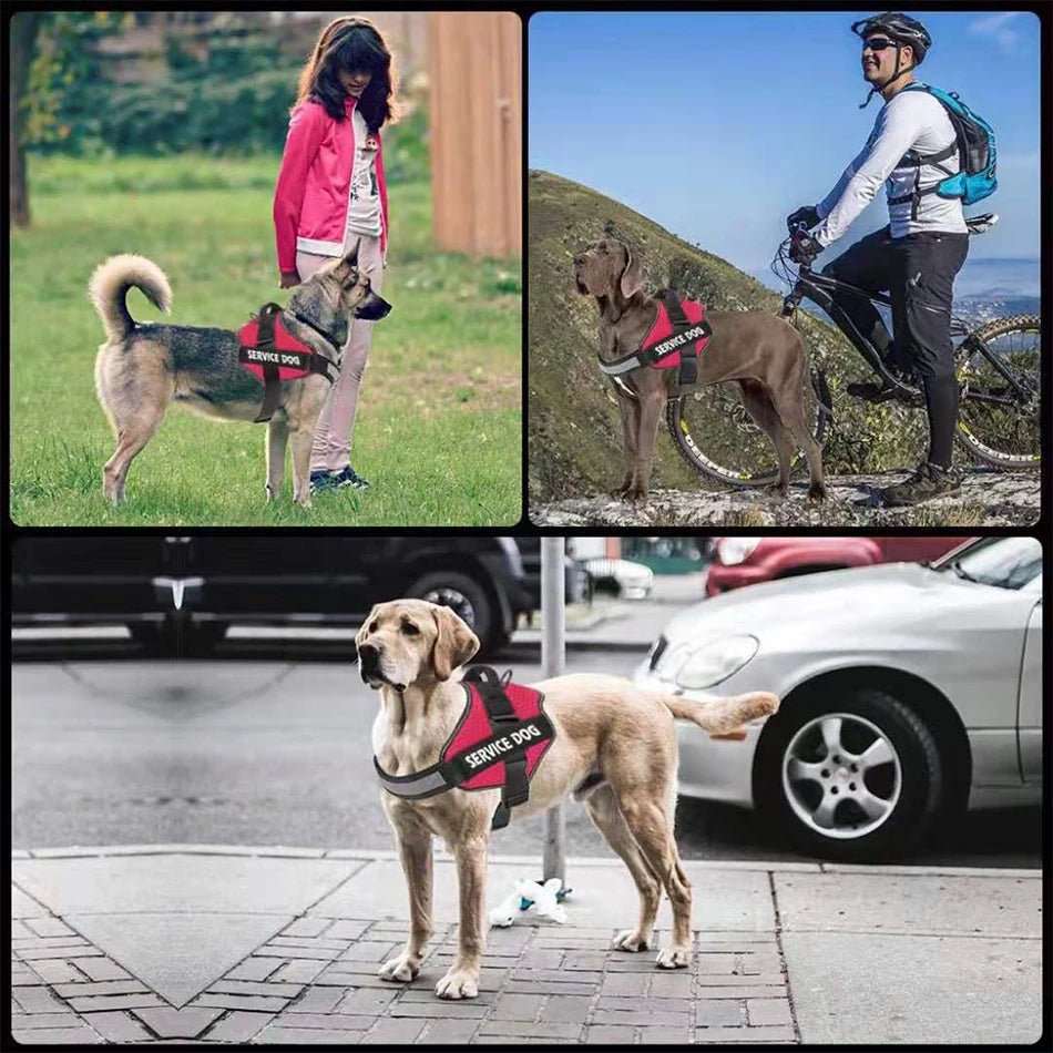 PawsFit • No Pull Dog Harness - No Pull Dog Harness - BowLift