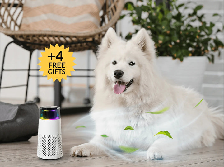 BowLift | Pet Odour Humidifier – PetFresh