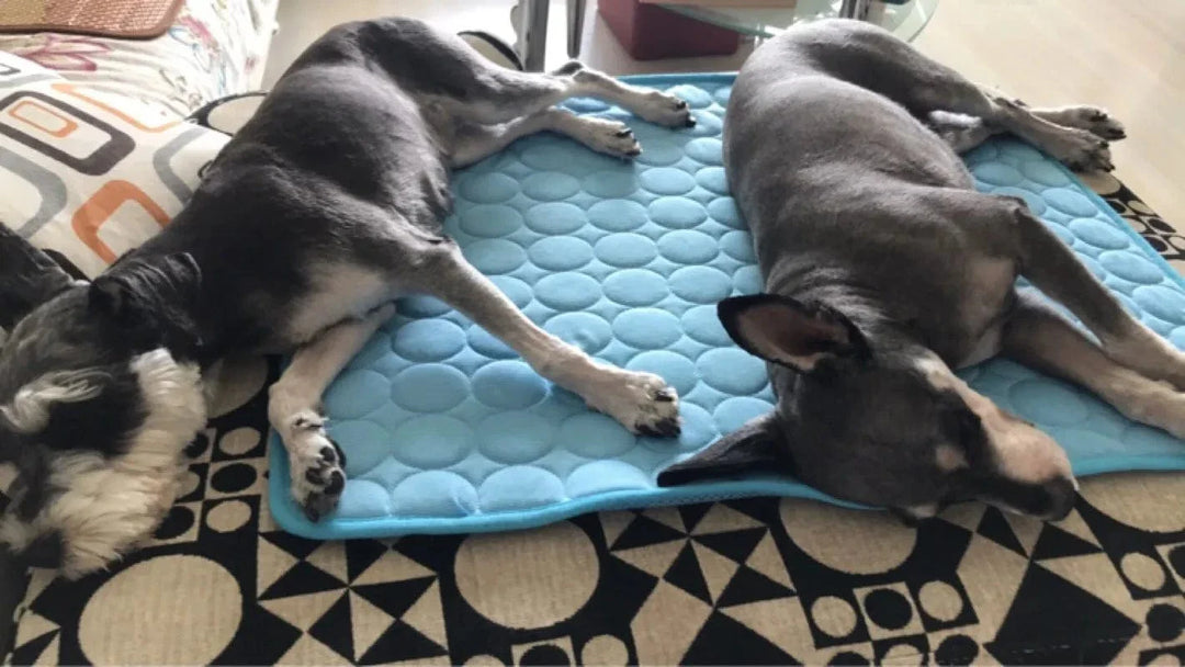 Dog Cooling Mat Summer Pad for Dogs Cat Blanket Breathable Dog Bed Kennel Puppy Sleeping Sofa Cushion Dog Accessories | Bowlift