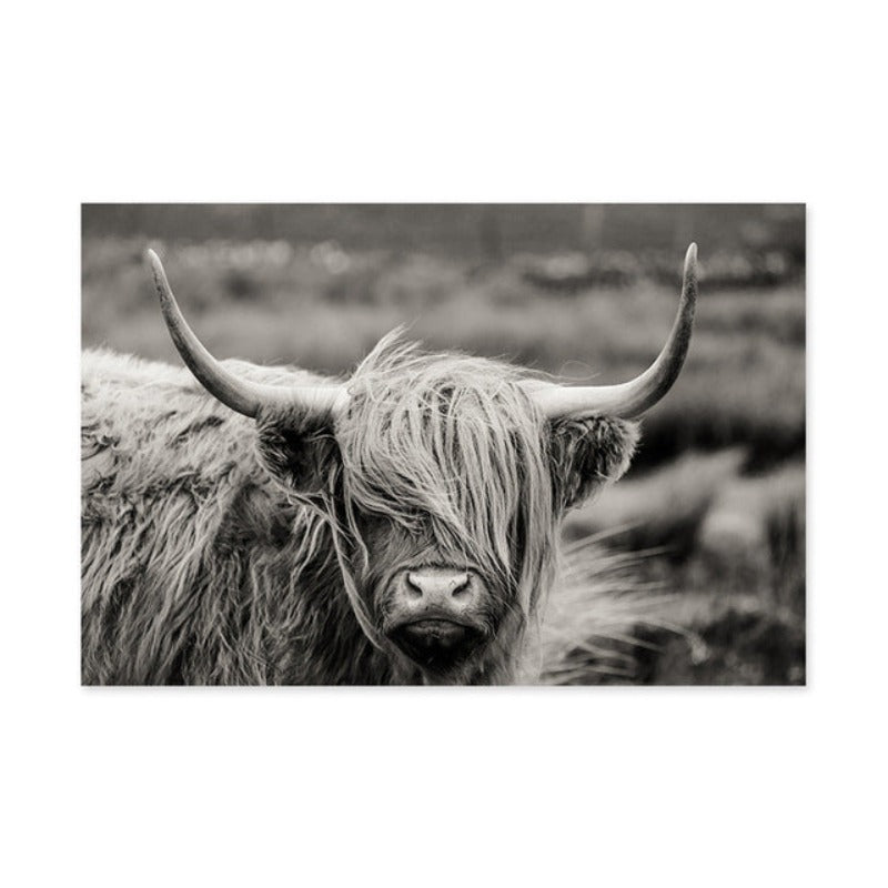 Scottish Highland Catt Cow Yak Animal Poster Wall Art - Canvas Wall Art Painting | Bowlift