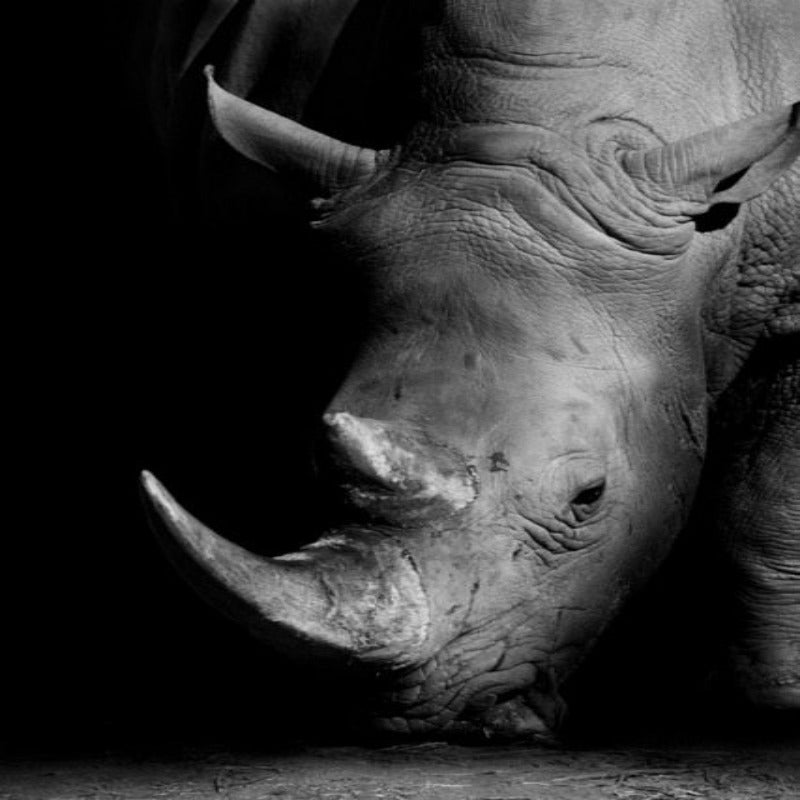 Nature Wildlife Africa Wild Animals Black White  - Canvas Wall Art Painting | Bowlift
