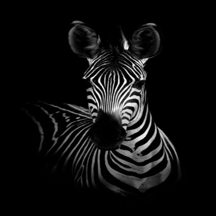 Nature Wildlife Africa Wild Animals Black White  - Canvas Wall Art Painting | Bowlift