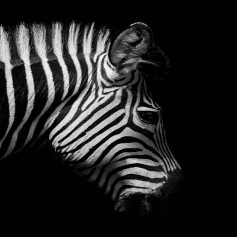 Nature Wildlife Africa Wild Animals Black White  - Canvas Wall Art Painting | Bowlift