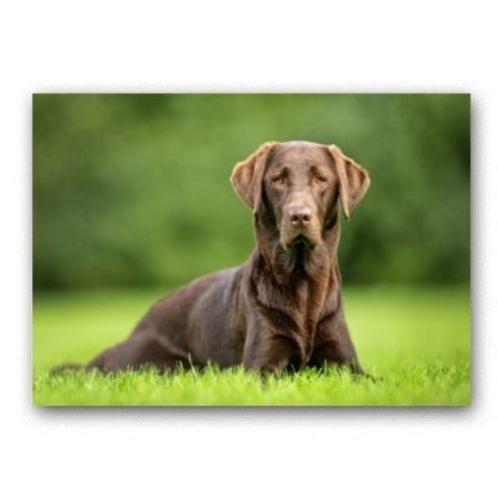 Lovely Modern Pet Dog - Canvas Wall Art Painting | Bowlift