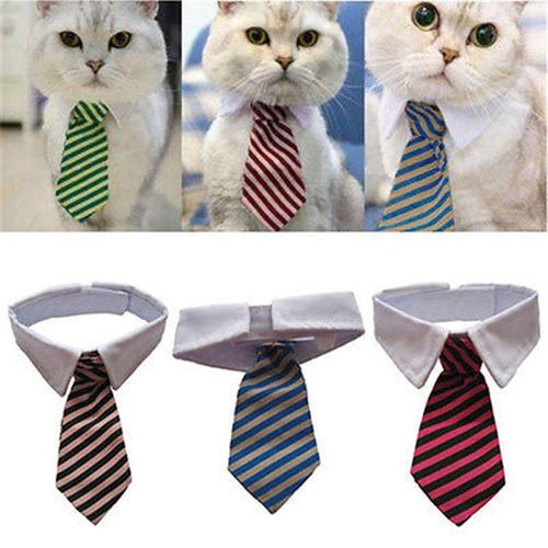 Sugar & Cotton's Famous Pet Neckties | Bowlift