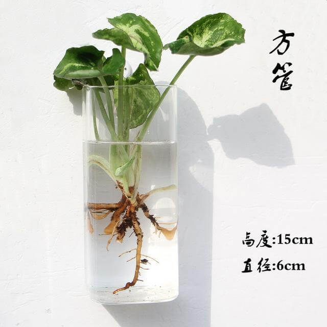 BowLift | Handmade  New Hexagonal  Wall Clear Terrarium Vase