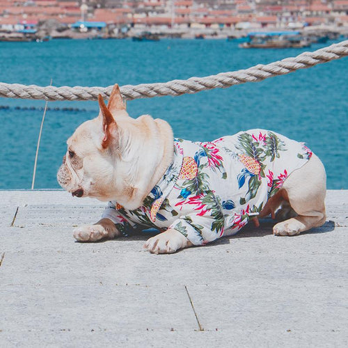 Frenchie  Summer Shirt | Bowlift
