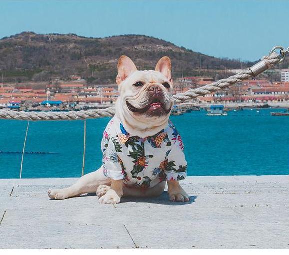 Frenchie  Summer Shirt | Bowlift