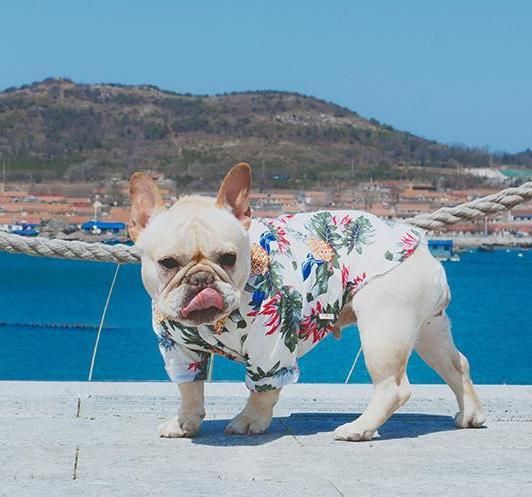 Frenchie  Summer Shirt | Bowlift