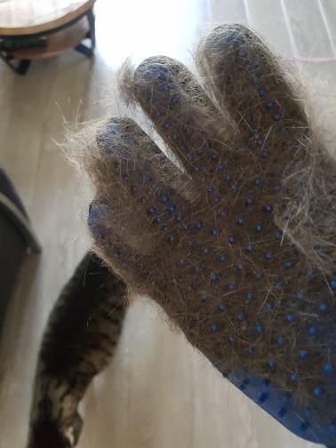 Pet Grooming Glove for Cats, Dogs & Horses | Bowlift