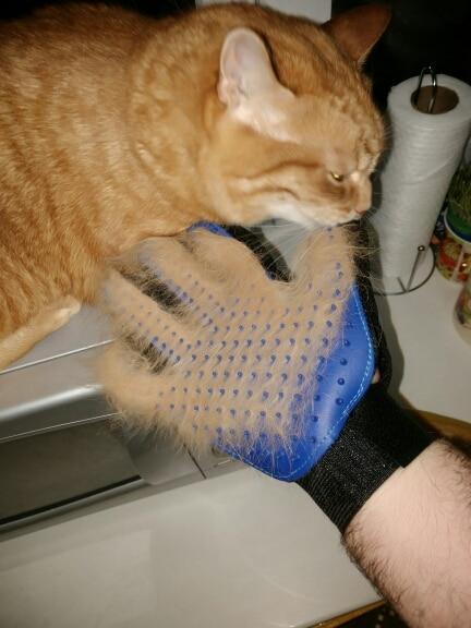 Pet Grooming Glove for Cats, Dogs & Horses | Bowlift