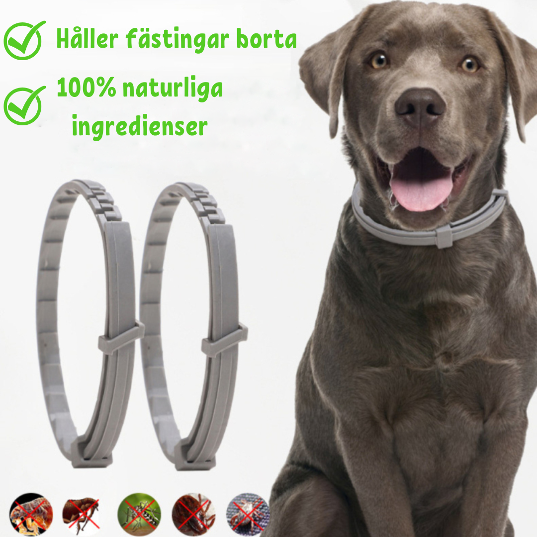 FleaShield Collar – Protection against Fleas and Ticks Bowlift
