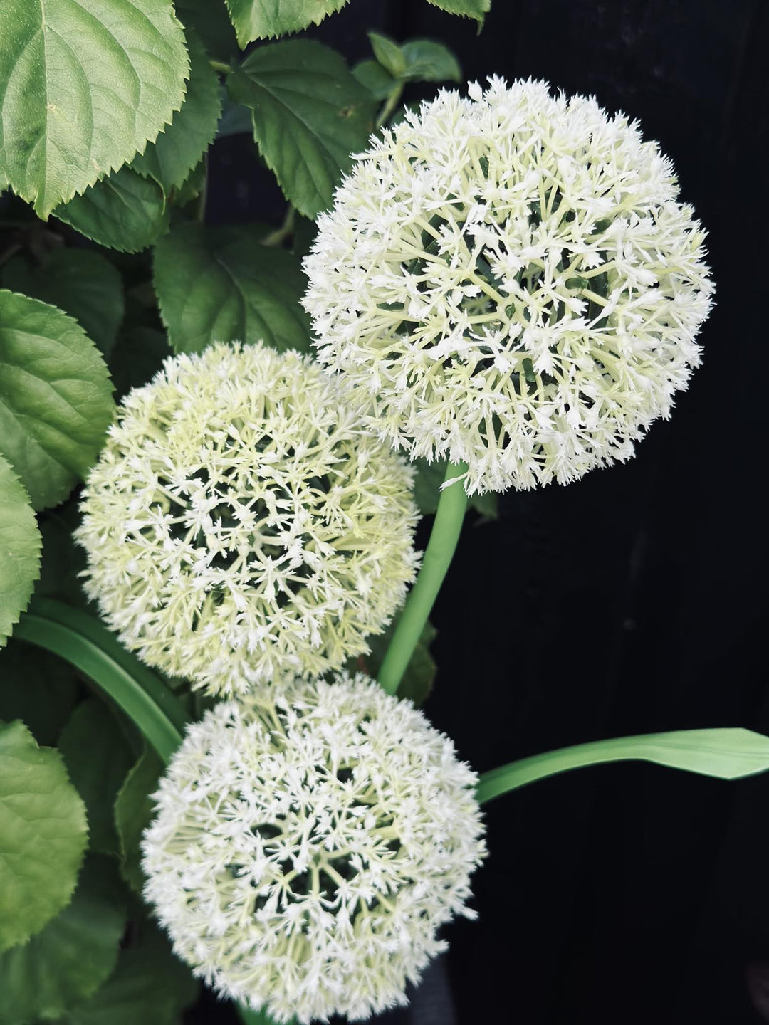 BowLift | SolarBloom – Magical light for your garden