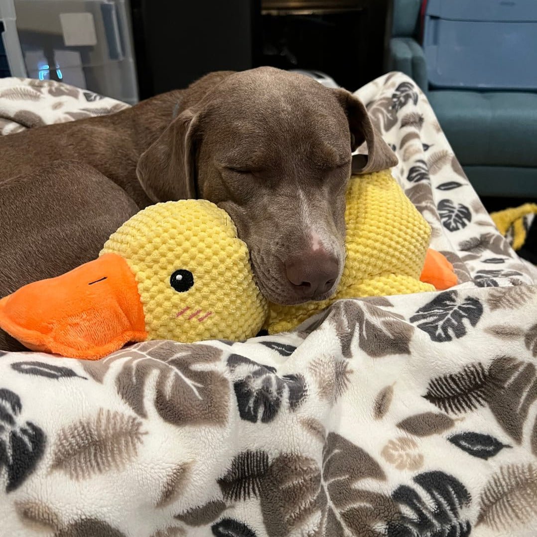 QuackyPaws • The Calming Duck - Calming Duck Dog Toy - BowLift