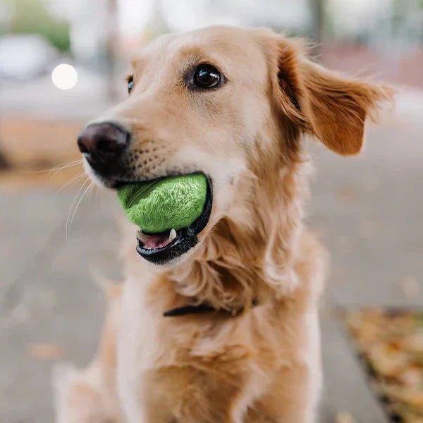 RollPlay • Interactive Self - Rolling Ball - Dog Interactive Rolling Ball - BowLift