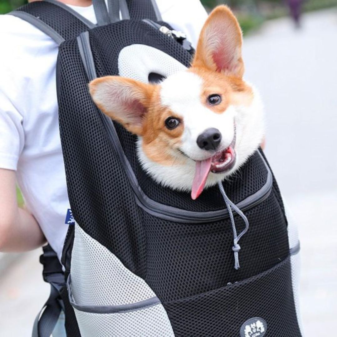 BowLift | PawCarry – Together everywhere on the go