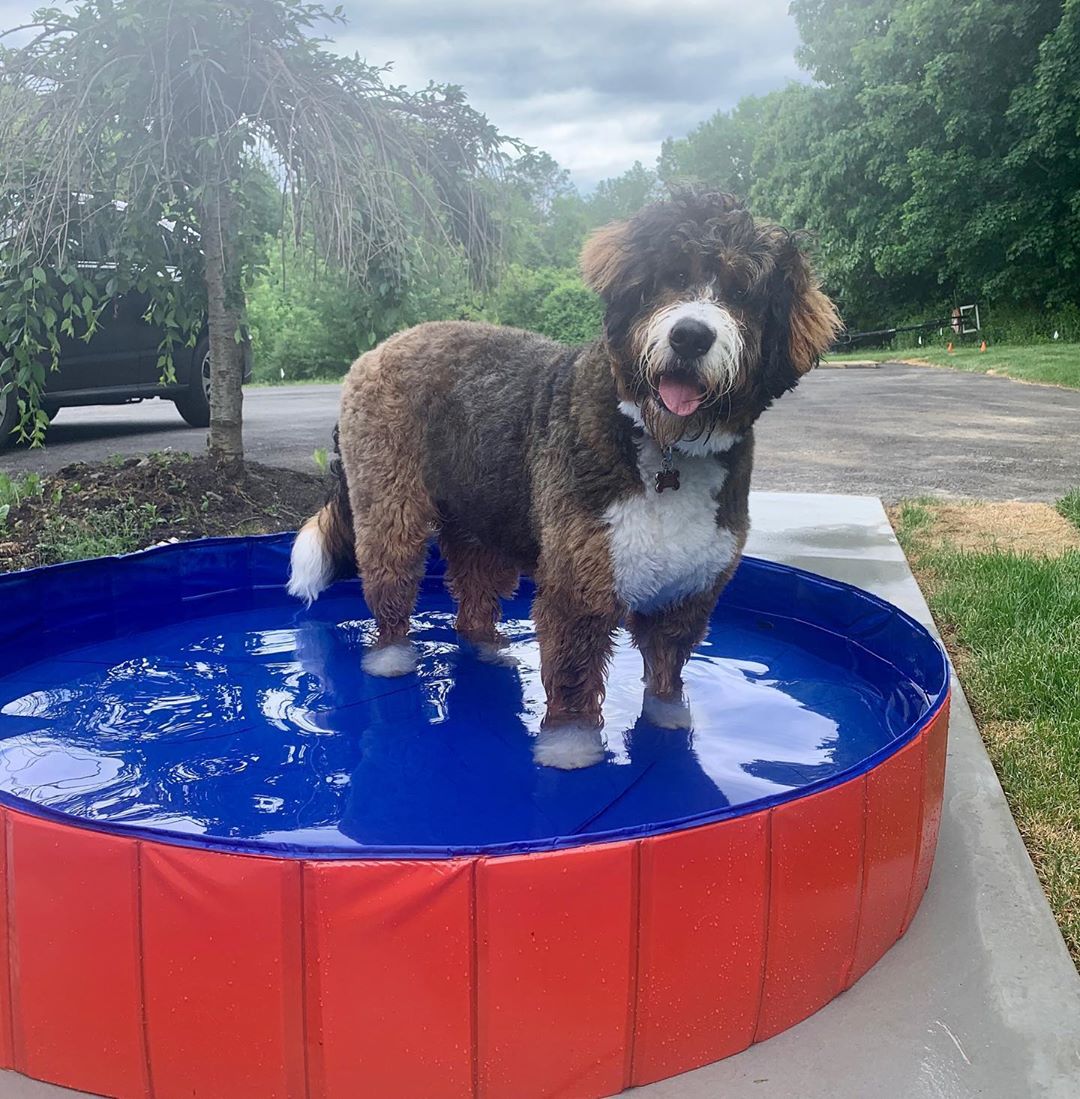 SplashZone • Dog Pool - Dog Pool - BowLift