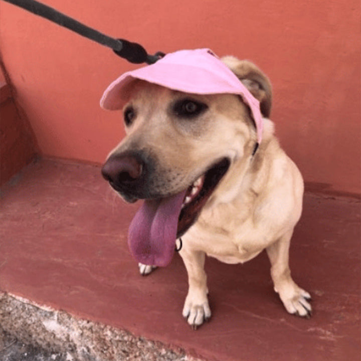BowLift | Dog hat