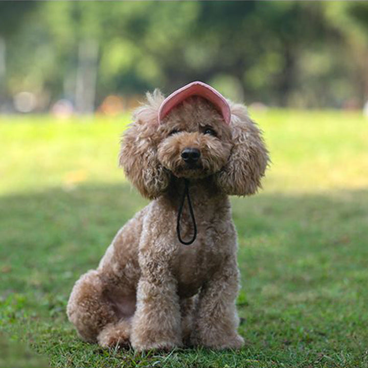 BowLift | Dog hat