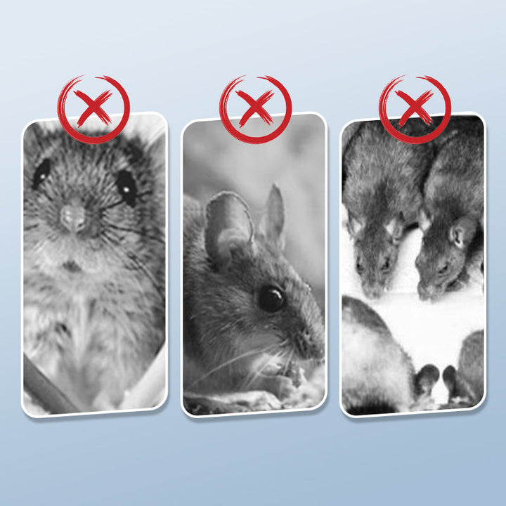 BowLift |  Powerful mouse trap with high sensitivity