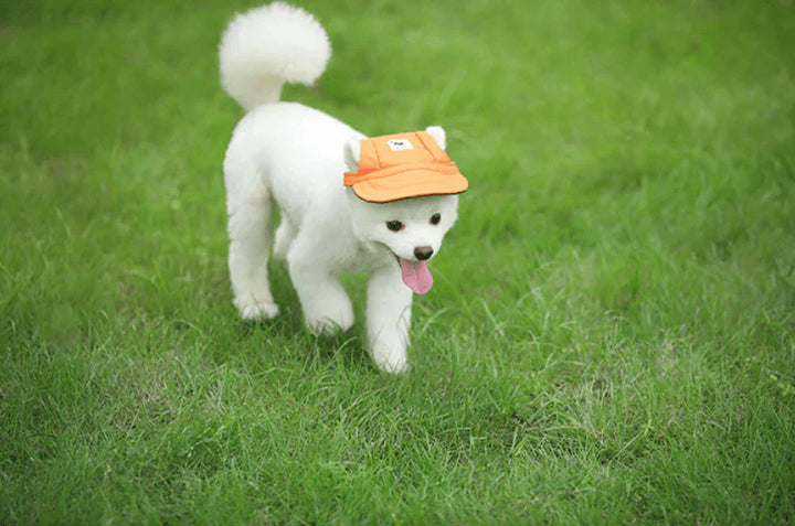 Stylish Round Brim Dog Hat - SunnyPaws Bowlift