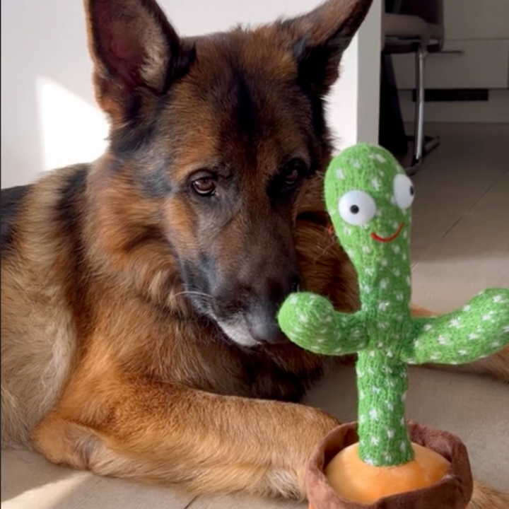 Talking Cactus Toy for Dogs - Talk-to-Me Cactus Bowlift