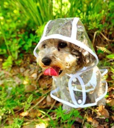 Transparent Waterproof Raincoat for Dogs - DryPaw Bowlift