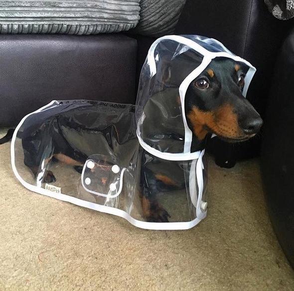 Transparent Waterproof Raincoat for Dogs - DryPaw Bowlift