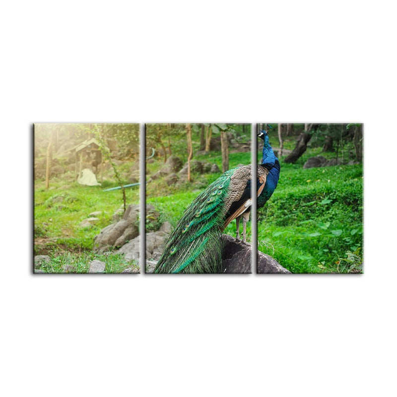 Dignified Sunlit Peacock-Canvas Wall Art Painting 3 Pieces | Bowlift