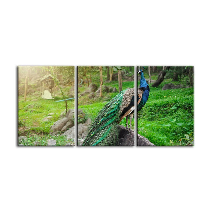 Dignified Sunlit Peacock-Canvas Wall Art Painting 3 Pieces | Bowlift
