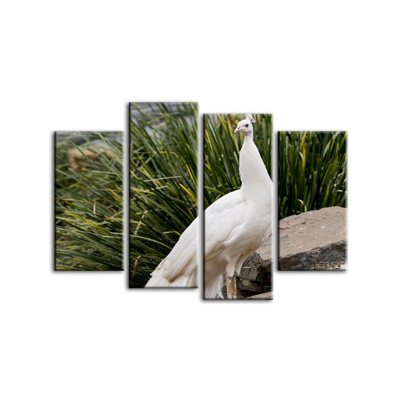 4 Piece Regal Albino Peacock - Canvas Wall Art Painting | Bowlift