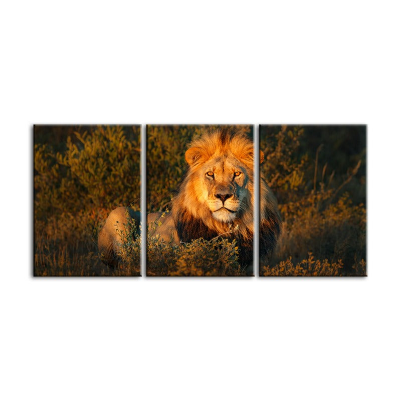 Divine Sunset Lion-Canvas Wall Art Painting 3 Pieces | Bowlift