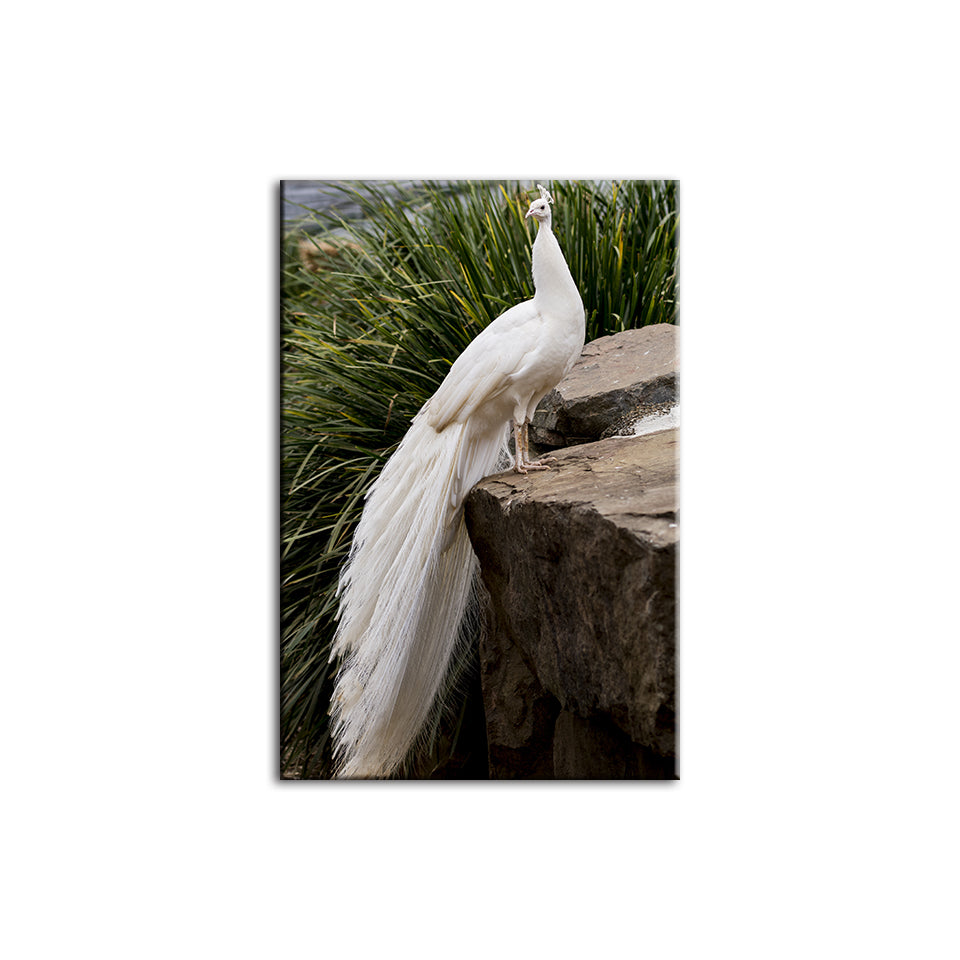 Regal Albino Peacock - Canvas Wall Art Painting | Bowlift