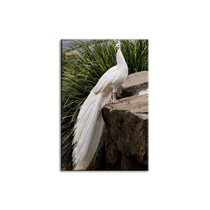 Regal Albino Peacock - Canvas Wall Art Painting | Bowlift