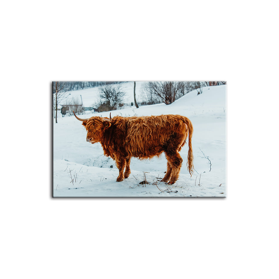 Curly Haired Cow - Canvas Wall Art Painting | Bowlift