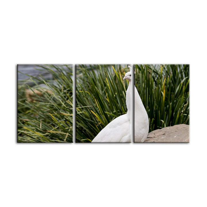 Regal Albino Peacock-Canvas Wall Art Painting 3 Pieces | Bowlift