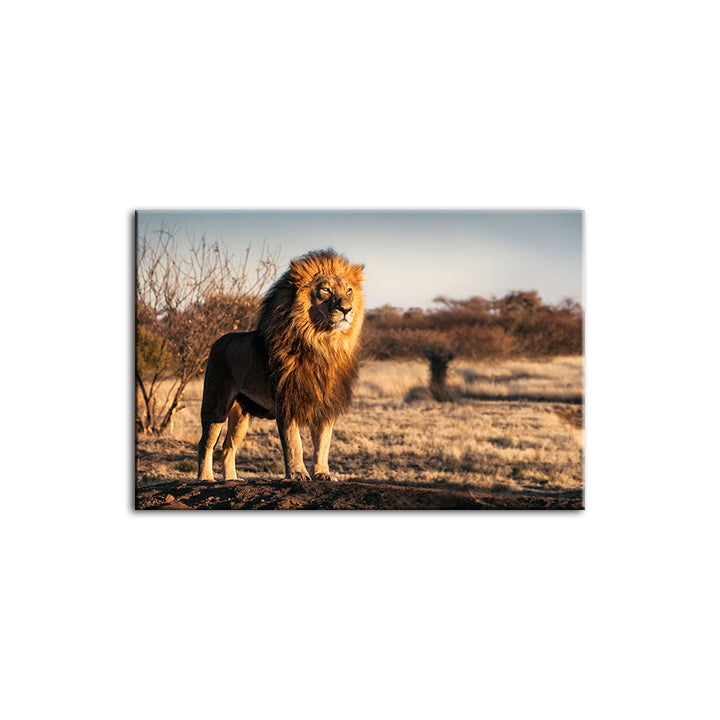 Majestic Lion Bathed In Sunlight - Canvas Wall Art Painting | Bowlift